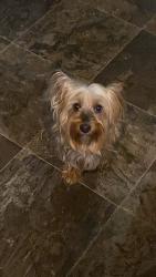 Lost Female Dog last seen Tchulahoma rd & Shelby drive, Memphis, TN 38118