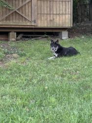 Found/Stray Unknown Dog last seen Aldi charlotte pike, Nashville, TN 37209