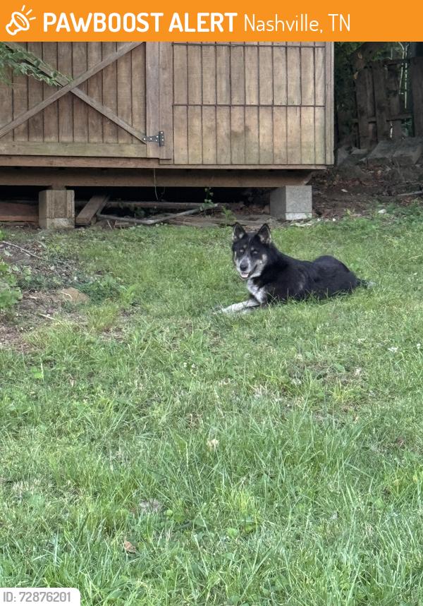 Found/Stray Unknown Dog last seen Aldi charlotte pike, Nashville, TN 37209