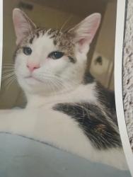 Found/Stray Male Cat last seen New castle av , New Castle, DE 19720