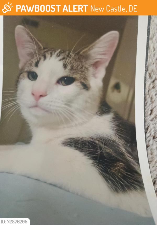 Found/Stray Male Cat last seen New castle av , New Castle, DE 19720