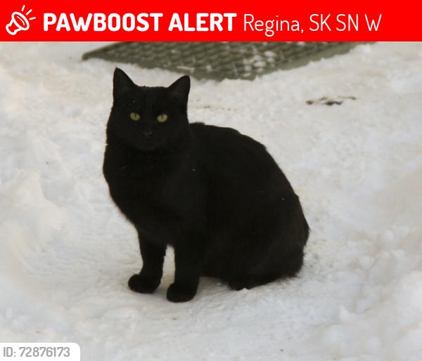 Lost Male Cat last seen Al Richie Rink, Regina, SK S4N 0W5