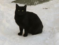Lost Male Cat last seen Al Richie Rink, Regina, SK S4N 0W5