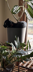 Lost Female Cat last seen Maplecrest, Fort Wayne, IN 46815