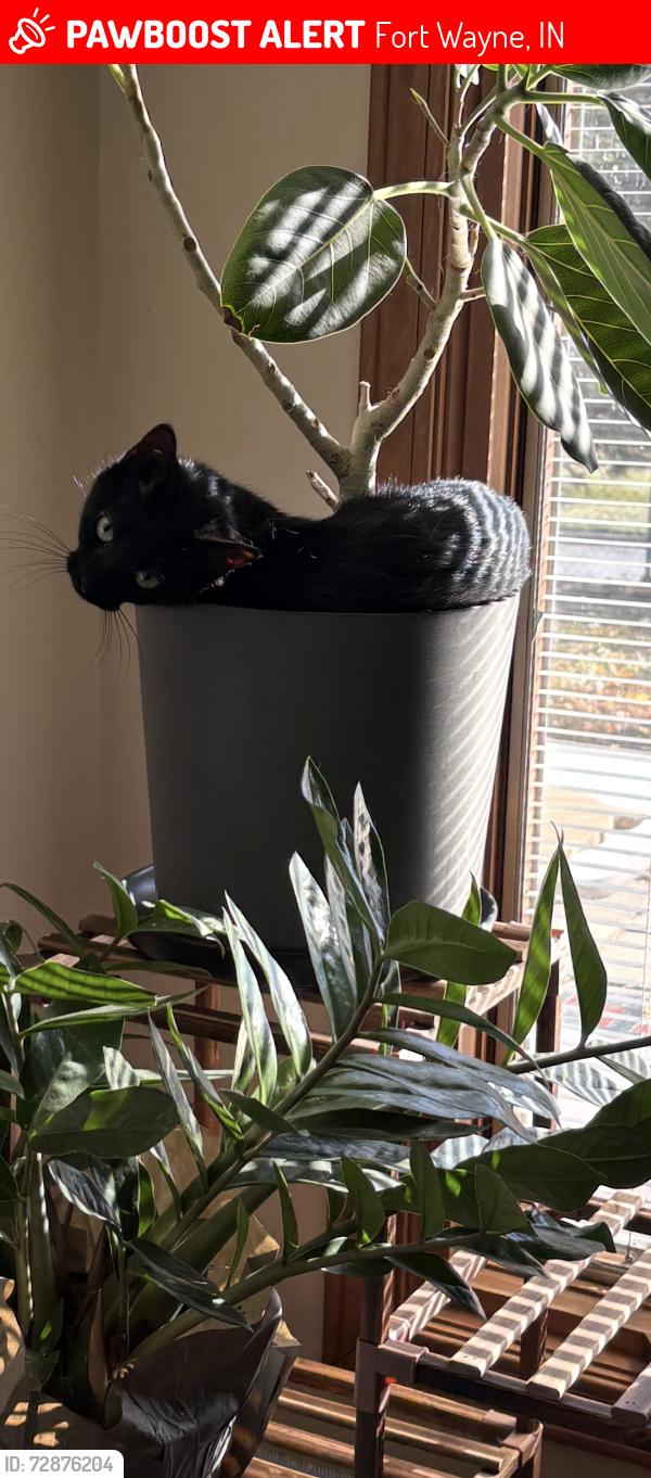Lost Female Cat last seen Maplecrest, Fort Wayne, IN 46815
