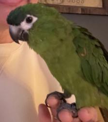 Lost Female Bird last seen Towle Ave, Minot Ave, Richardson St, Auburn, ME 04210