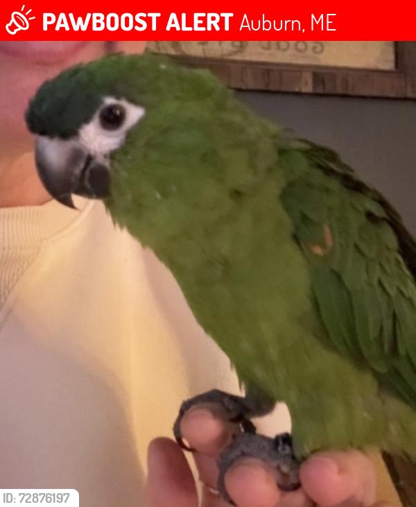 Lost Female Bird last seen Towle Ave, Minot Ave, Richardson St, Auburn, ME 04210