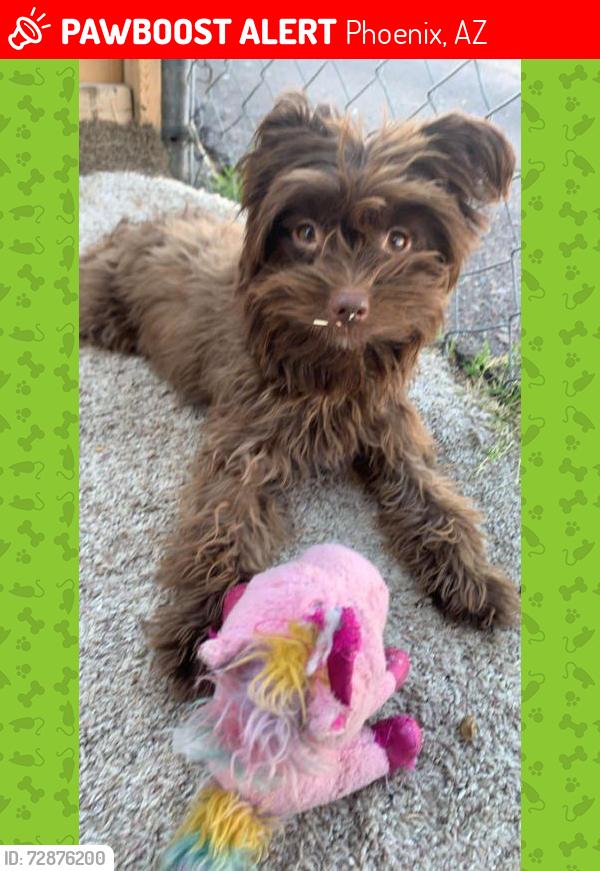 Lost Female Dog last seen Hatcher rd y 7 av, Phoenix, AZ 85021