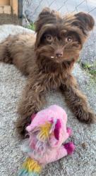 Lost Female Dog last seen Hatcher rd y 7 av, Phoenix, AZ 85021