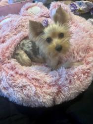 Lost Female Dog last seen Altamira new community in hmstd off E Palm Drive, Homestead, FL 33035
