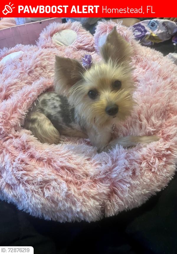 Lost Female Dog last seen Altamira new community in hmstd off E Palm Drive, Homestead, FL 33035