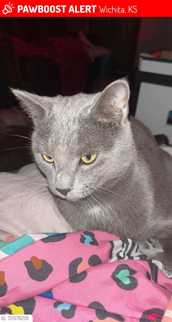 Lost Male Cat last seen Near W Pawnee Street, Wichita, KS 67213
