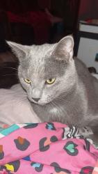 Lost Male Cat last seen Near W Pawnee Street, Wichita, KS 67213