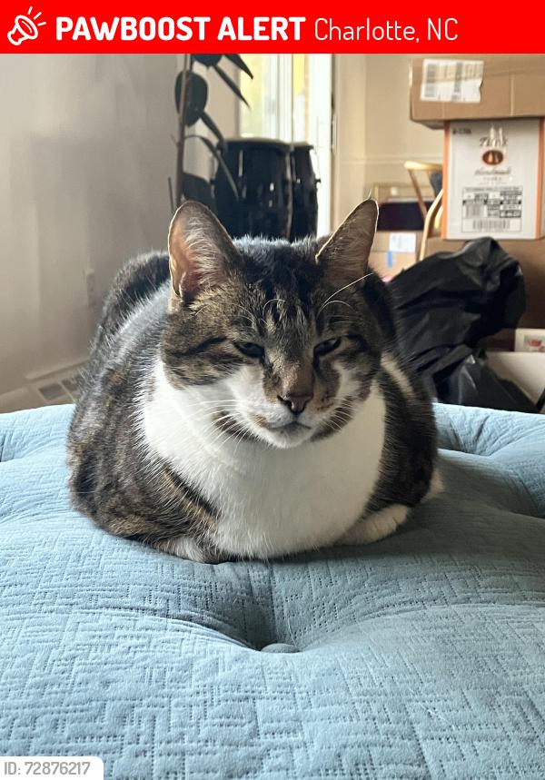 Lost Male Cat last seen Rama Road, Charlotte, NC 28202