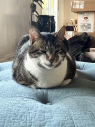 Lost Male Cat last seen Rama Road, Charlotte, NC 28202