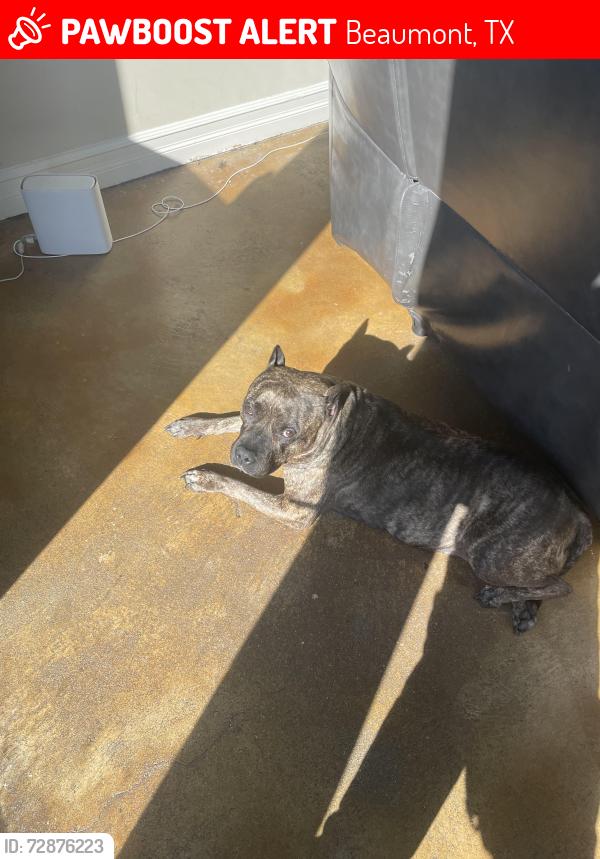 Lost Female Dog last seen 4th street , Beaumont, TX 77705