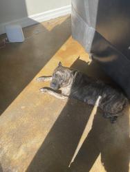 Lost Female Dog last seen 4th street , Beaumont, TX 77705