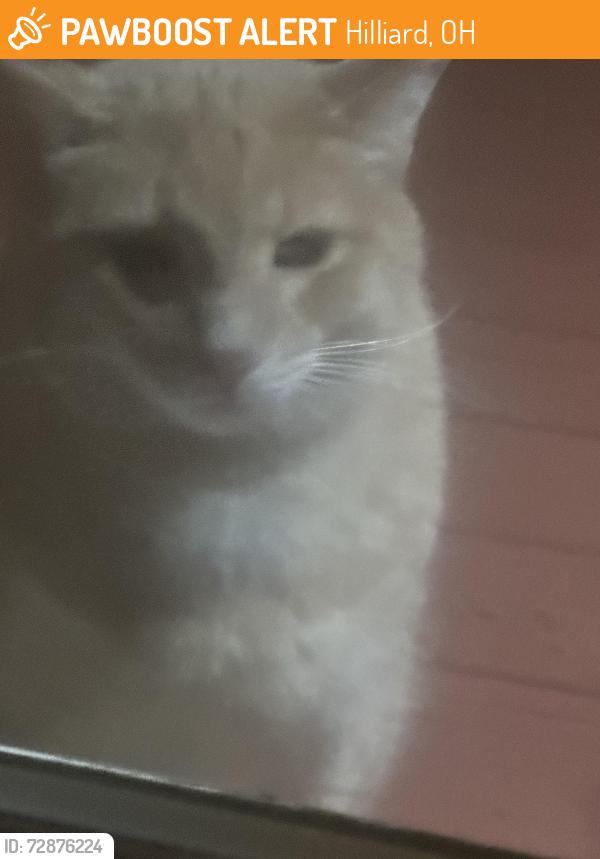 Found/Stray Unknown Cat last seen Braithway and Taylor Lane, Hilliard, OH 43026