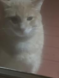 Found/Stray Unknown Cat last seen Braithway and Taylor Lane, Hilliard, OH 43026