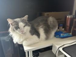 Lost Male Cat last seen Hosmer Ave, Whitman WV, Whitman, WV 25652