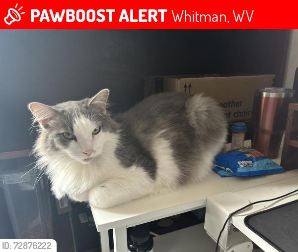 Lost Male Cat last seen Hosmer Ave, Whitman WV, Whitman, WV 25652