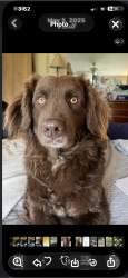 Lost Male Dog last seen 1-20 @fm 47 &hiram/ locust grove, Wills Point, TX 75169