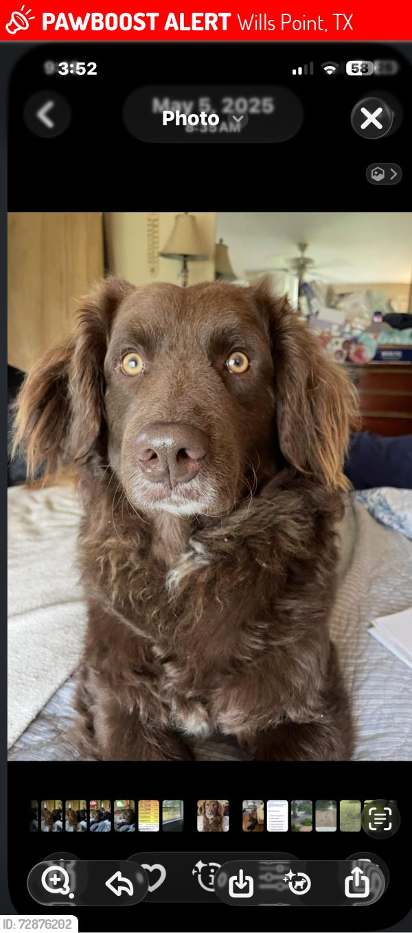 Lost Male Dog last seen 1-20 @fm 47 &hiram/ locust grove, Wills Point, TX 75169
