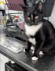 Lost Male Cat last seen Oldbury hse harrow rowd, Greater London, England W2 5HA