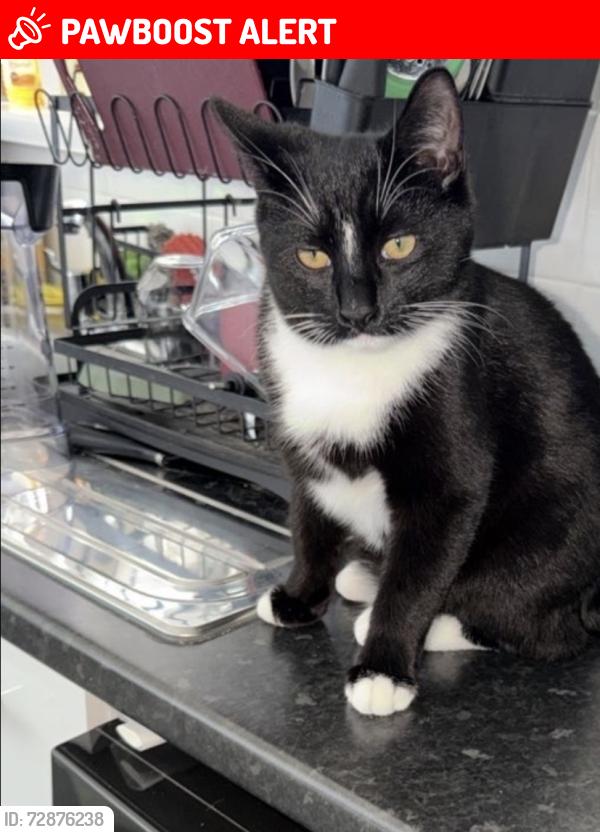 Lost Male Cat last seen Oldbury hse harrow rowd, Greater London, England W2 5HA