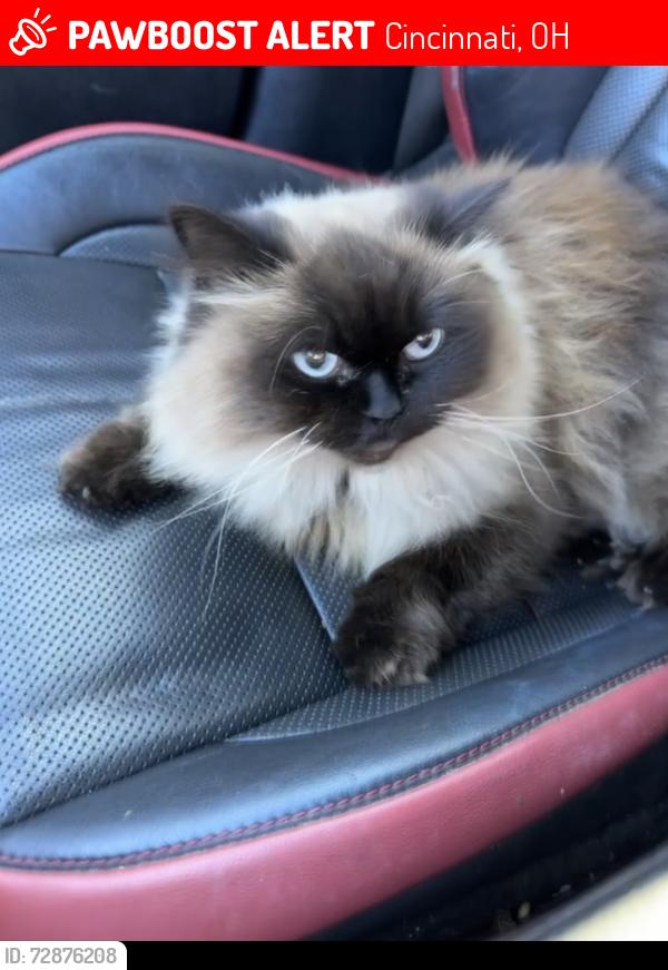Lost Female Cat last seen Anderson twp,  Salem Rd and Holz Ave. , Cincinnati, OH 45230