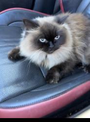 Lost Female Cat last seen Anderson twp,  Salem Rd and Holz Ave. , Cincinnati, OH 45230