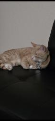 Lost Male Cat last seen Vasco and east ave, Livermore, CA 94550