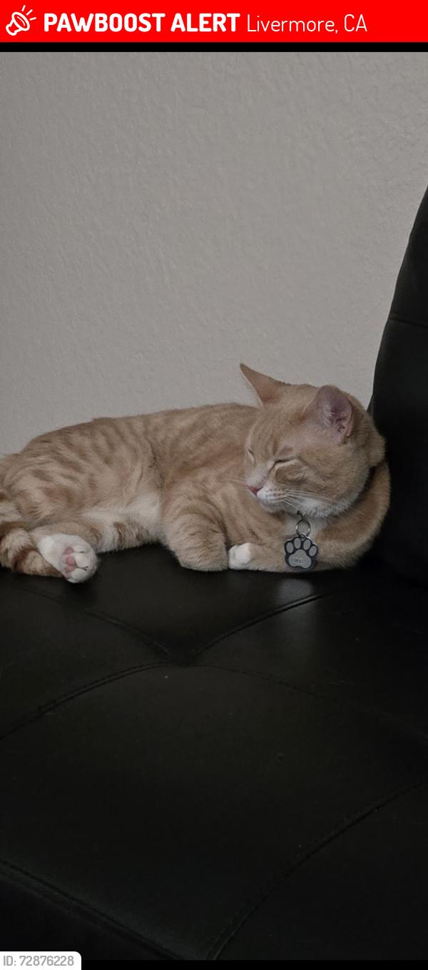 Lost Male Cat last seen Vasco and east ave, Livermore, CA 94550