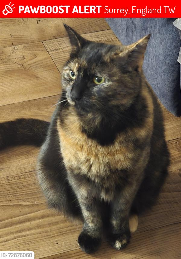 Lost Unknown Cat last seen Sunbury on Thames wosley road, Surrey, England TW16