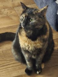 Lost Unknown Cat last seen Sunbury on Thames wosley road, Surrey, England TW16
