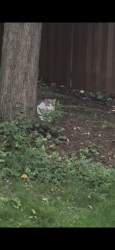 Found/Stray Unknown Cat last seen Ace Hardware, Purcellville, VA 20132