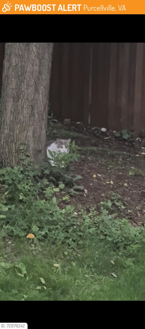 Found/Stray Unknown Cat last seen Ace Hardware, Purcellville, VA 20132