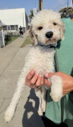 Found/Stray Male Dog last seen Dominguez Park, Redondo Beach, CA 90277