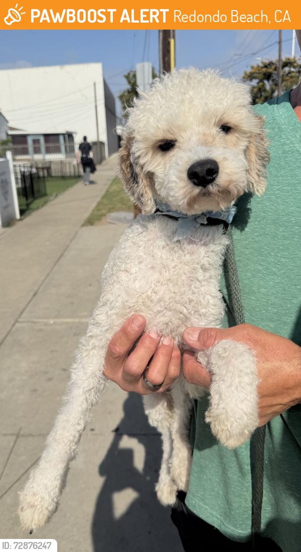 Found/Stray Male Dog last seen Dominguez Park, Redondo Beach, CA 90277