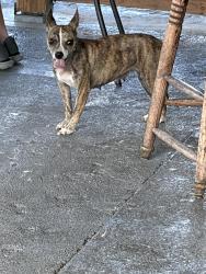 Found/Stray Female Dog last seen She was on the patio at O’Malley‘s, Wichita, KS 67217