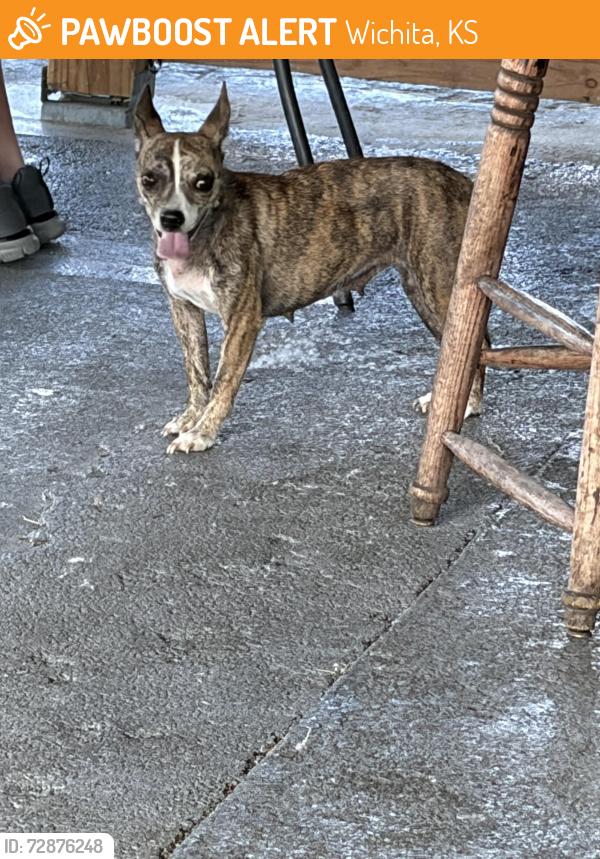 Found/Stray Female Dog last seen She was on the patio at O’Malley‘s, Wichita, KS 67217