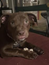 Lost Female Dog last seen Franklin & Mack Rd, Sacramento, CA 95823