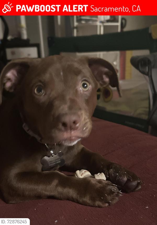 Lost Female Dog last seen Franklin & Mack Rd, Sacramento, CA 95823