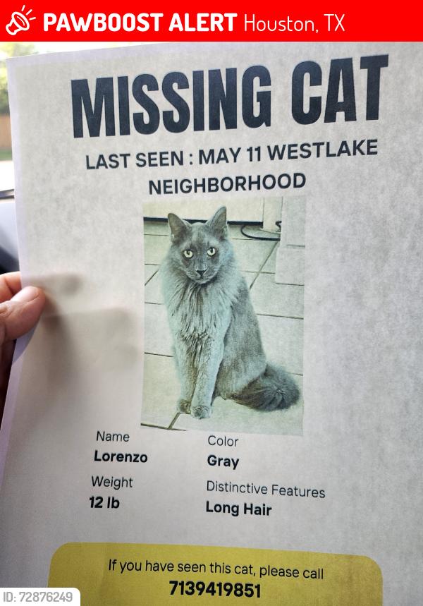 Lost Male Cat last seen Westlake area heb near by, Houston, TX 77084