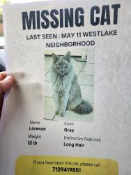 Lost Male Cat last seen Westlake area heb near by, Houston, TX 77084