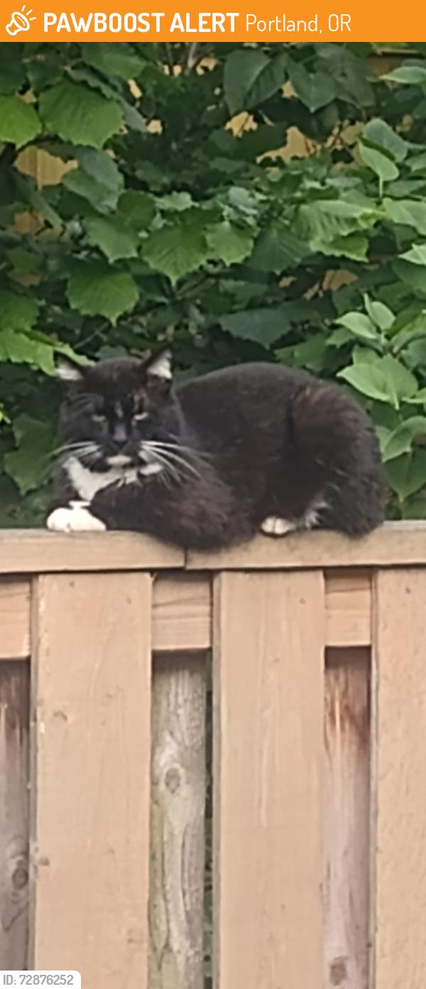 Found/Stray Unknown Cat last seen 115th and Powell,, Portland, OR 97266