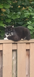 Found/Stray Unknown Cat last seen 115th and Powell,, Portland, OR 97266