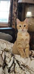 Lost Male Cat last seen University circle, Athens, GA 30605