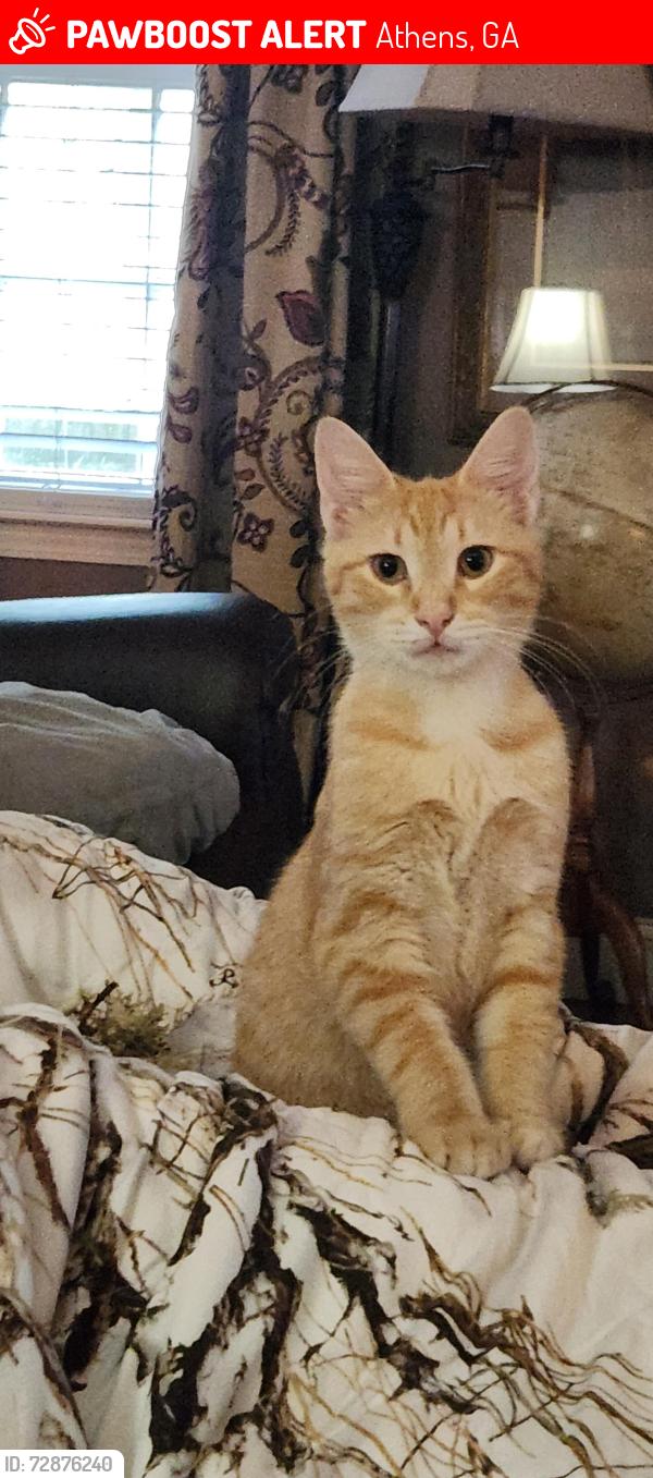Lost Male Cat last seen University circle, Athens, GA 30605