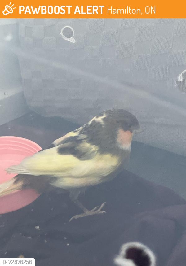 Found/Stray Unknown Bird last seen Near queenston rd, Hamilton, ON 